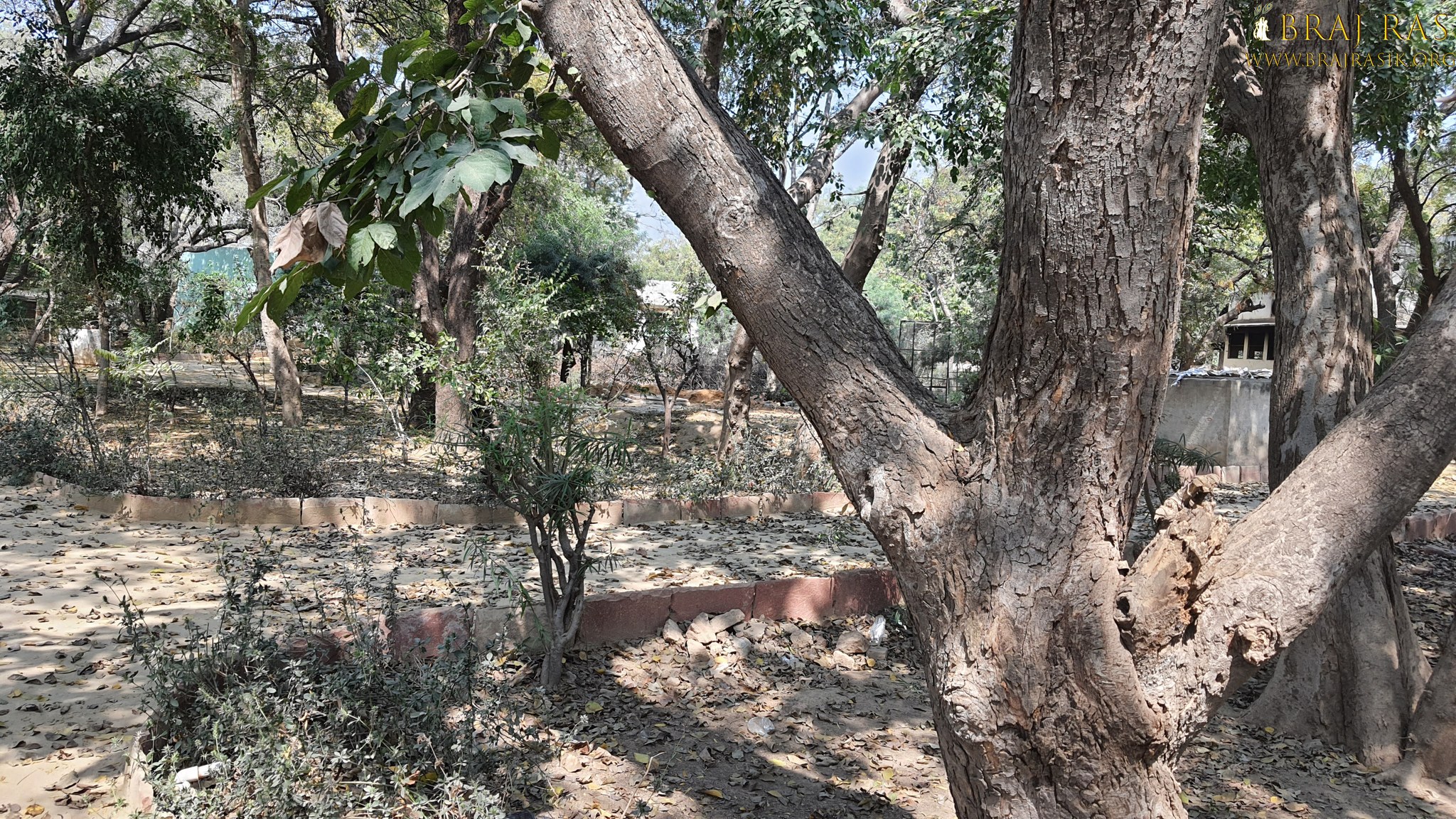 View of old trees in Bhagwat Niwas, Vrindavan.