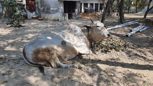 A cow is resting in Bhagwat Niwas, Vrindavan.
