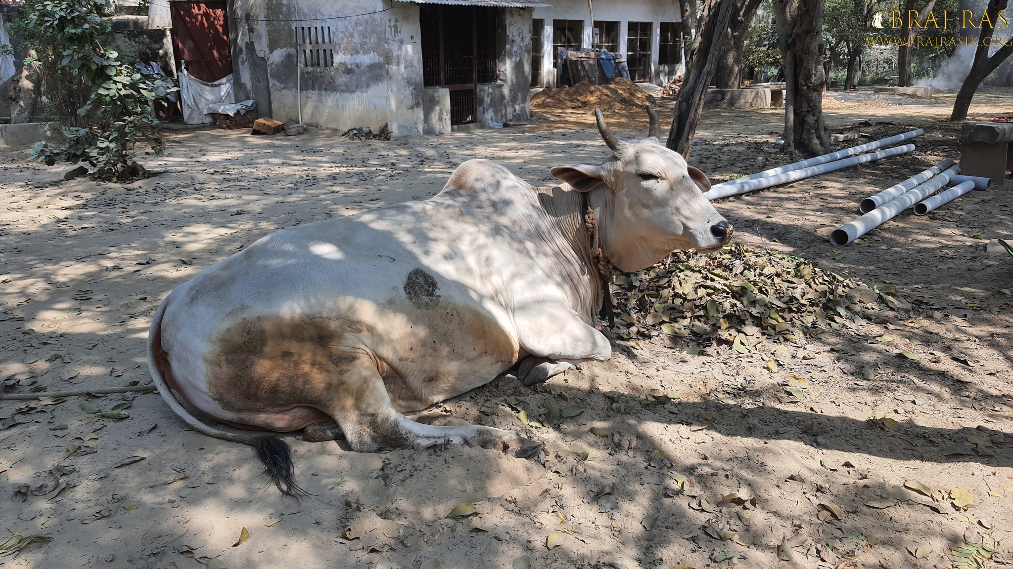 A cow is resting in Bhagwat Niwas, Vrindavan.