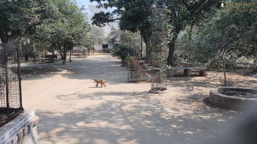 Monkeys roaming inside Bhagwat Niwas, Vrindavan.