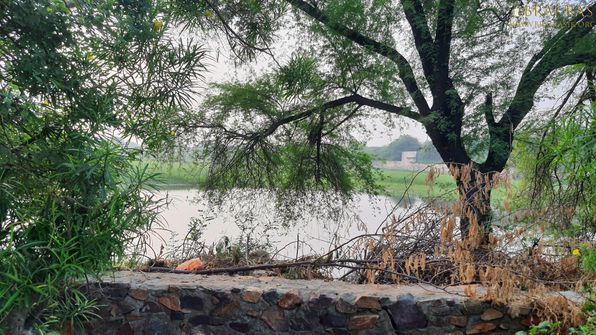 Beautiful view of the surrounding of Uddhava Kunda, Govardhan.