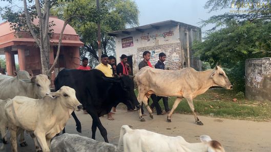 Cows walking on parikrama marg near Uddhava Kunda, Govardhan.