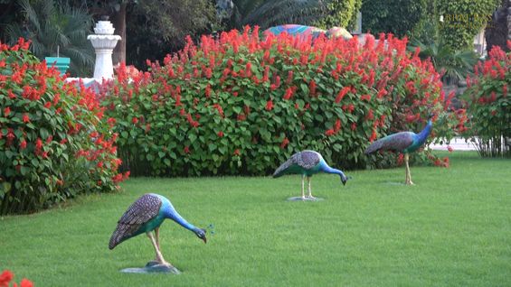 Peacocks all around at Rangeeli Mahal, Barsana.