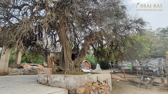 An ancient tree at Charan Pahadi, Nandgaon.