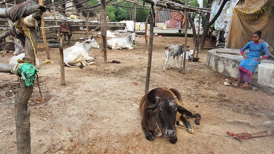 A brown cow is resting at Charan Pahadi, Nandgaon.