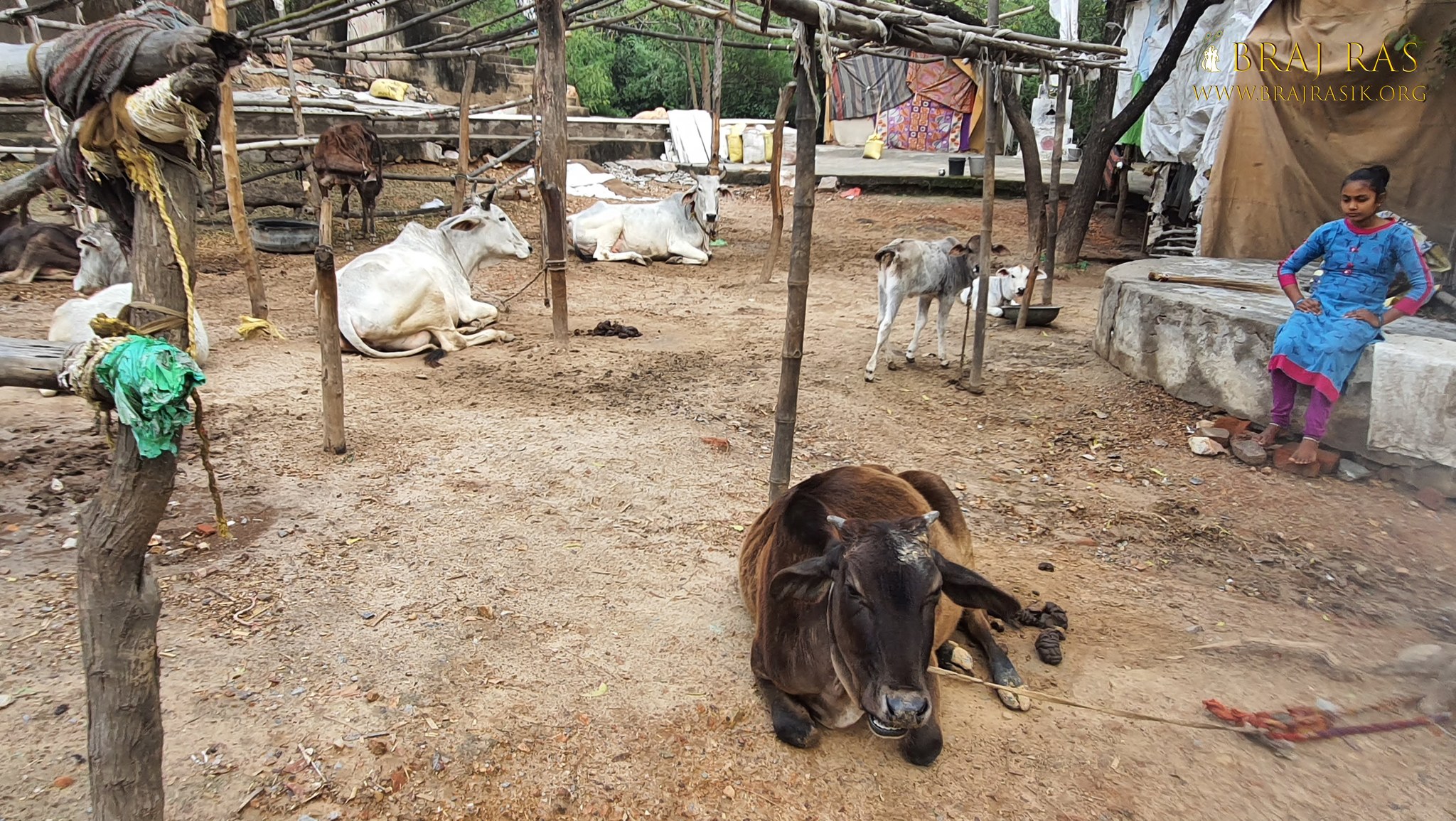 A brown cow is resting at Charan Pahadi, Nandgaon.