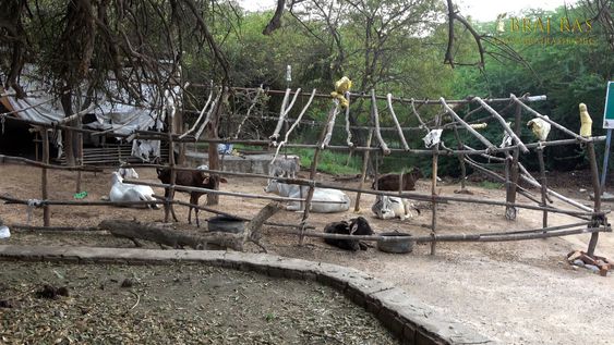 View of cowshed on Charan Pahadi, Nandgaon.