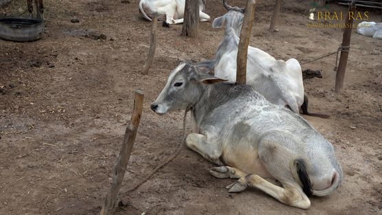 A white cow is resting at Charan Pahadi, Nandgaon.