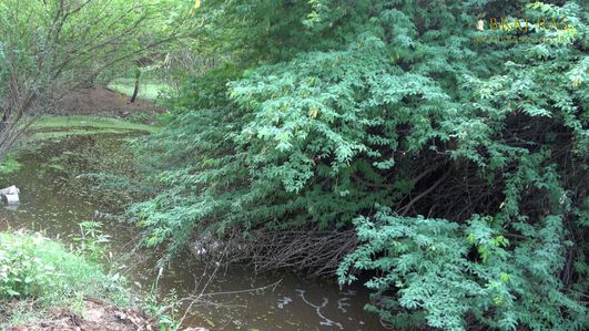 The forest around Charan Pahadi, Nandgaon.