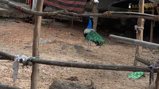 A peacock is roaming at Charan Pahadi, Nandgaon.