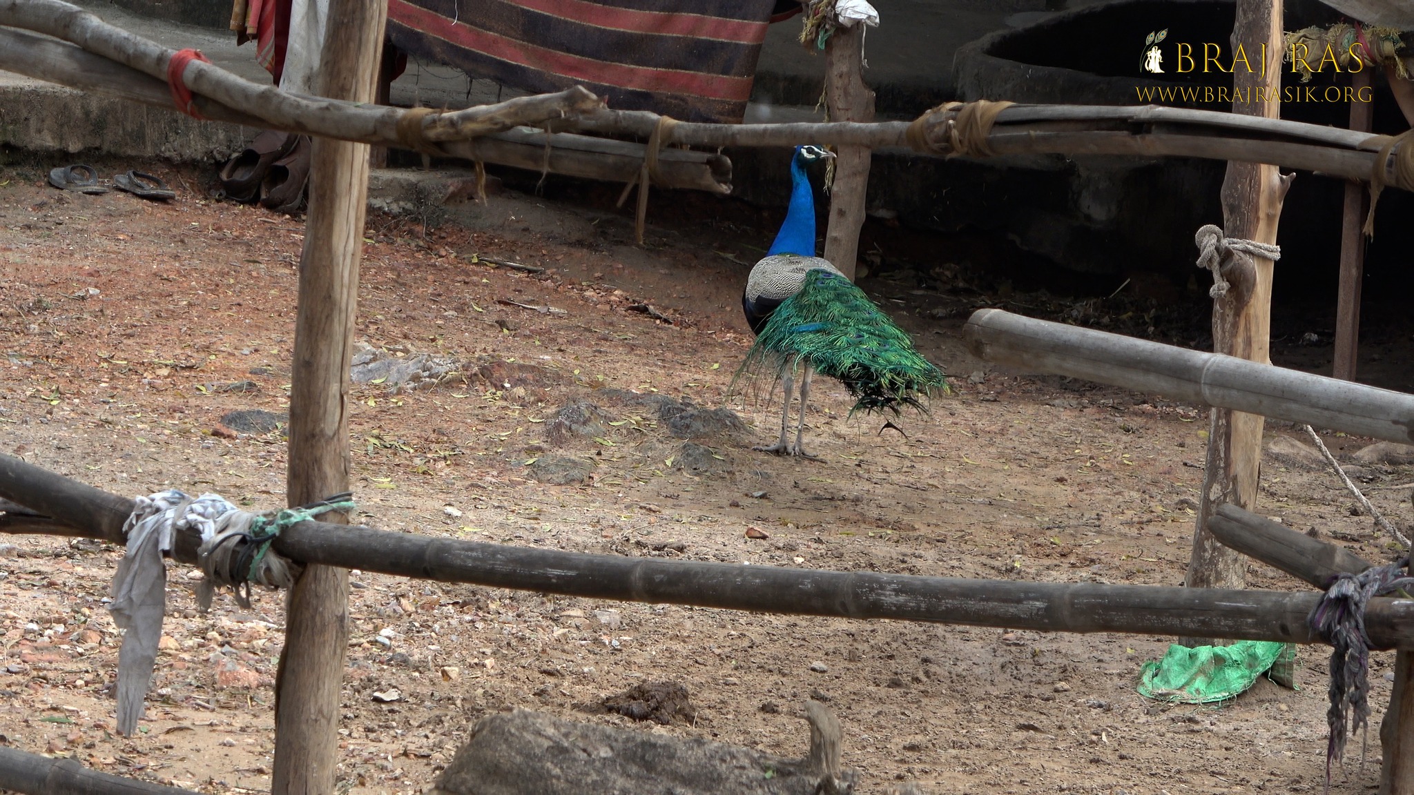 A peacock is roaming at Charan Pahadi, Nandgaon.