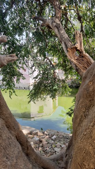 A green view of Govind Kund, Govardhan.