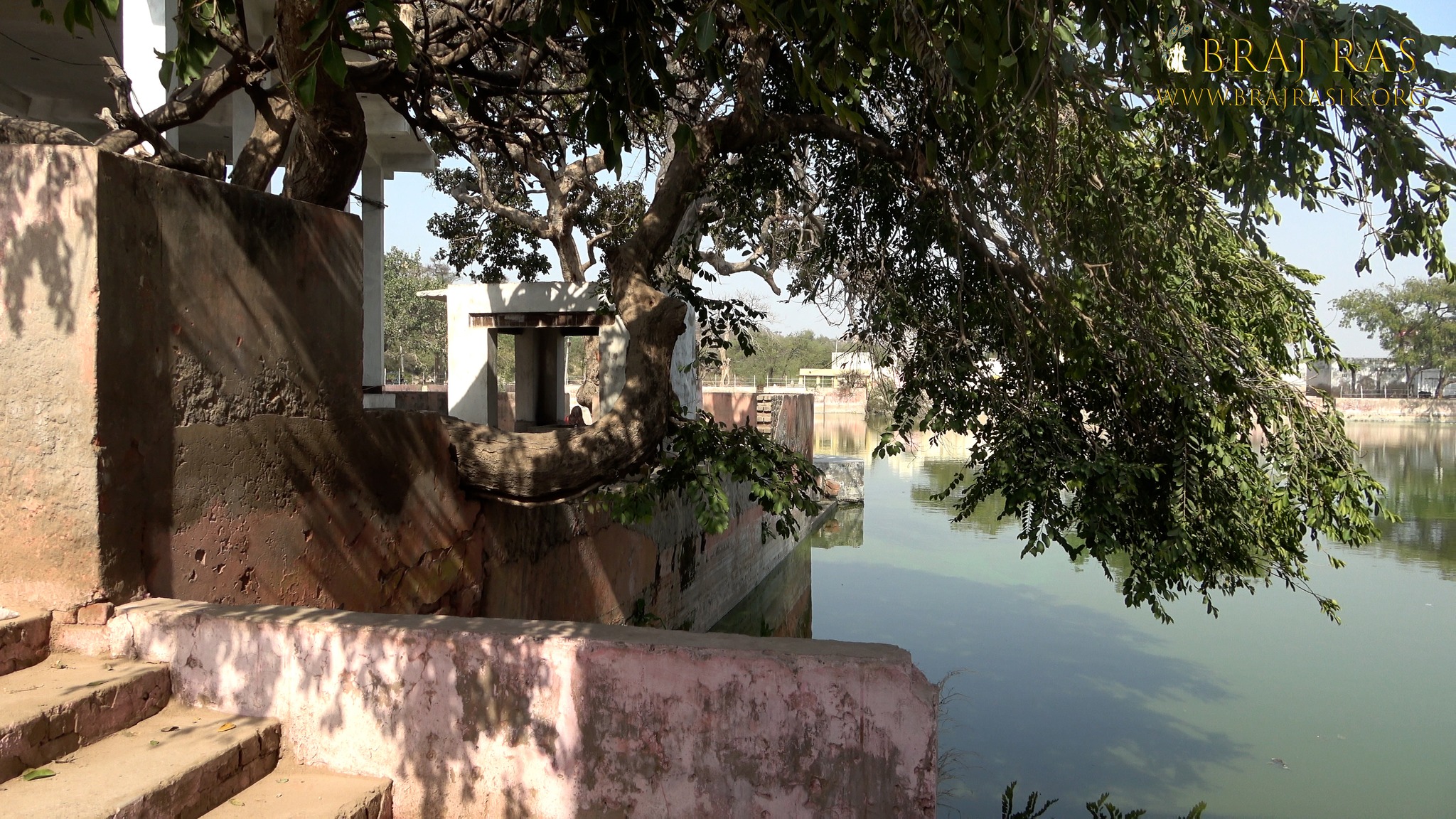 An old tree at Govind Kund, Govardhan.