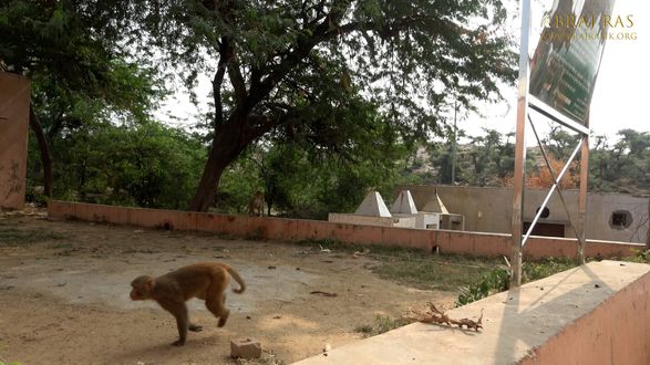 Monkeys playing near Raghav Pandit's Cave, Govardhan.