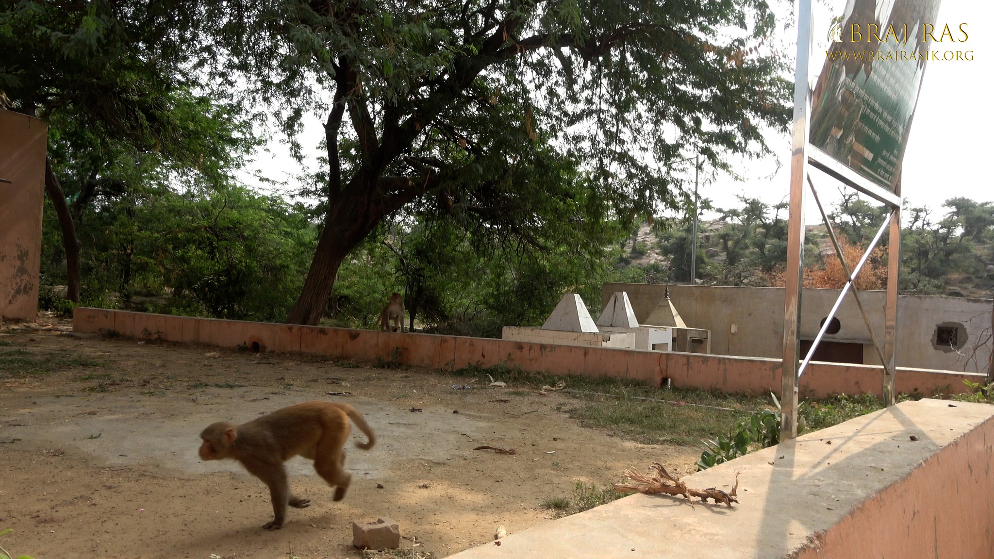 Monkeys playing near Raghav Pandit's Cave, Govardhan.