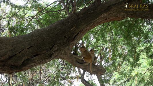 Monkeys playing near Shri Parmananddas Ji's Samadhi place located at Surbhi Kund, Govardhan.