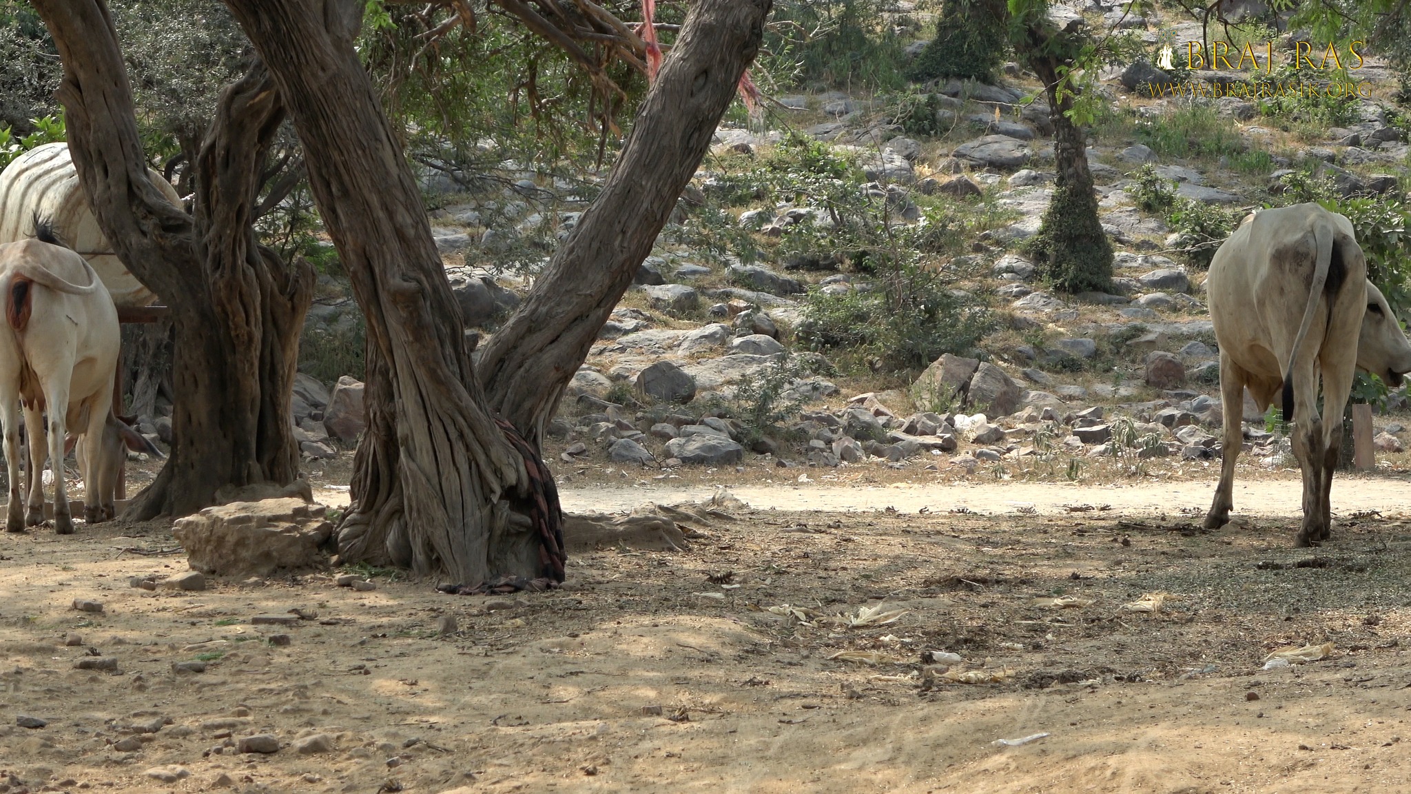 Cows roaming near Shri Parmananddas Ji's Samadhi place located at Surbhi Kund in Govardhan.