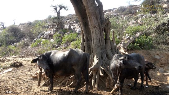 Buffaloes are tied near Shrinathji Prakatya Sthal, Govardhan.