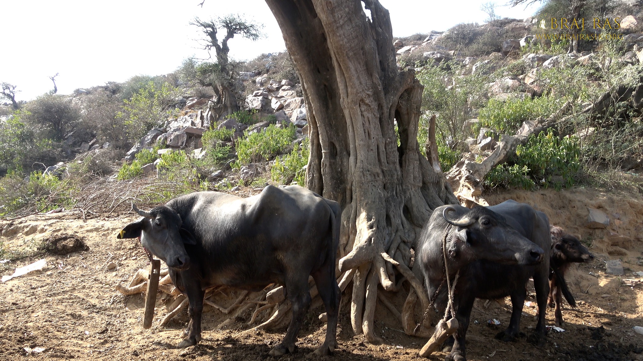 Buffaloes are tied near Shrinathji Prakatya Sthal, Govardhan.