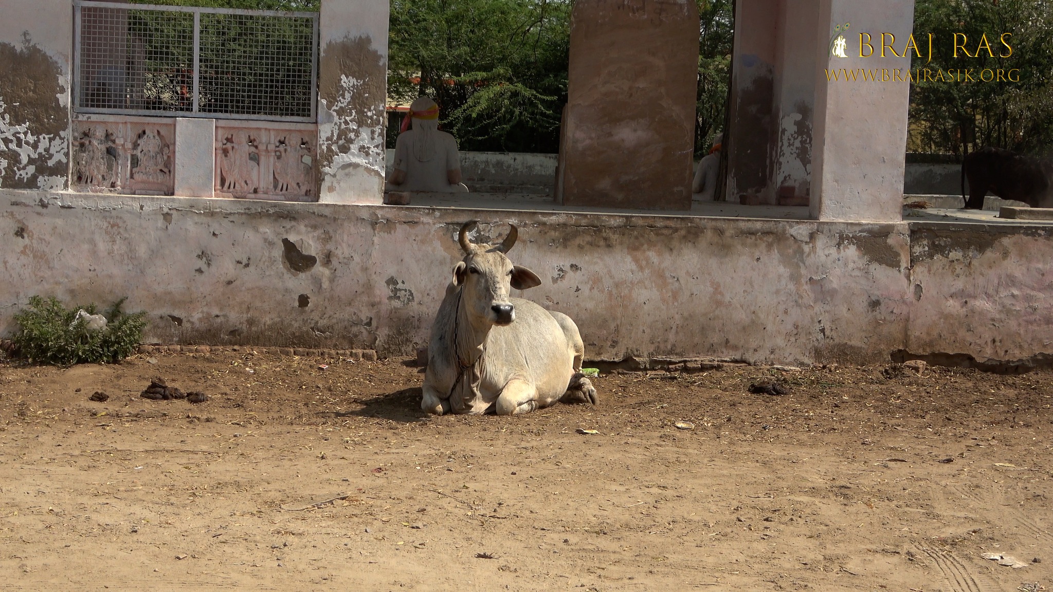 A white cow is resting at Kilol Kund, Govardhan.