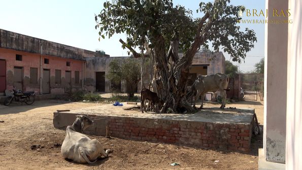 An ancient tree at Kilol Kund, Govardhan.