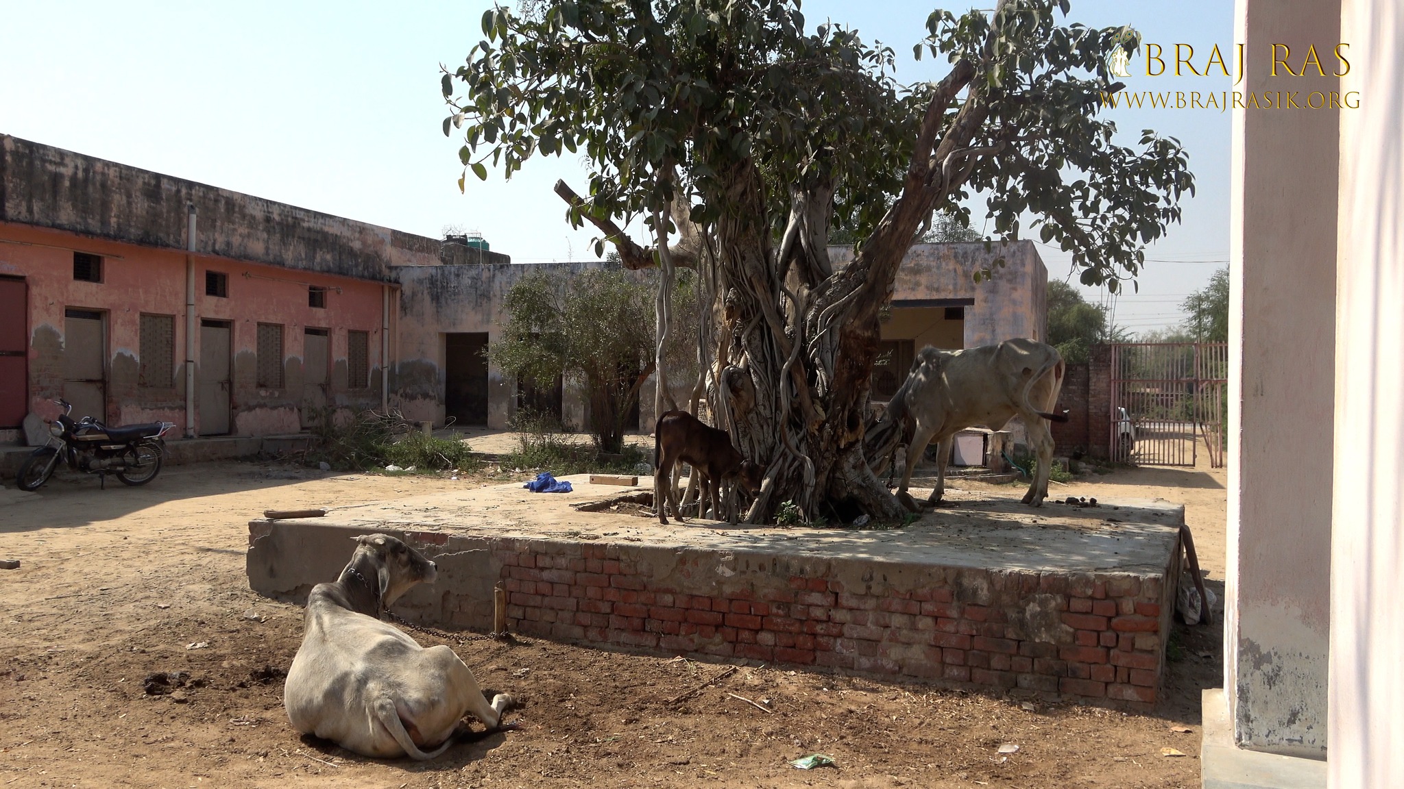 An ancient tree at Kilol Kund, Govardhan.