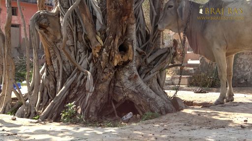 Close view of an ancient tree at Kilol Kund, Govardhan.