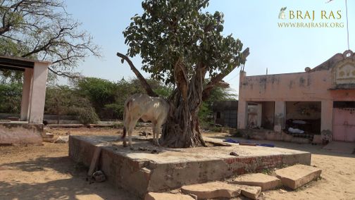 Nice view of an ancient tree at Kilol Kund, Govardhan.