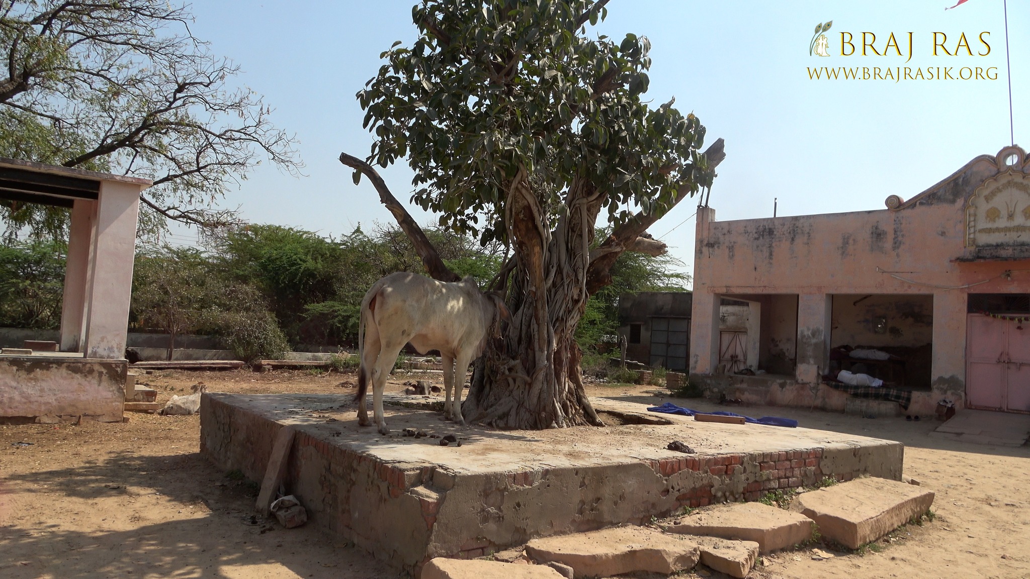 Nice view of an ancient tree at Kilol Kund, Govardhan.