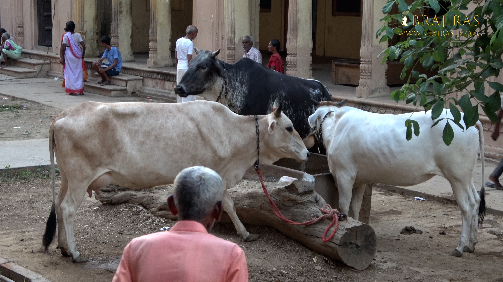 View of the cows inside Jaipur Temple, Vrindavan.