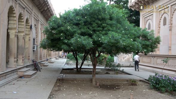 View of the tree of Cascabela thevetia inside Jaipur Temple, Vrindavan.