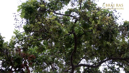 View of an old tree inside Jaipur Temple, Vrindavan.