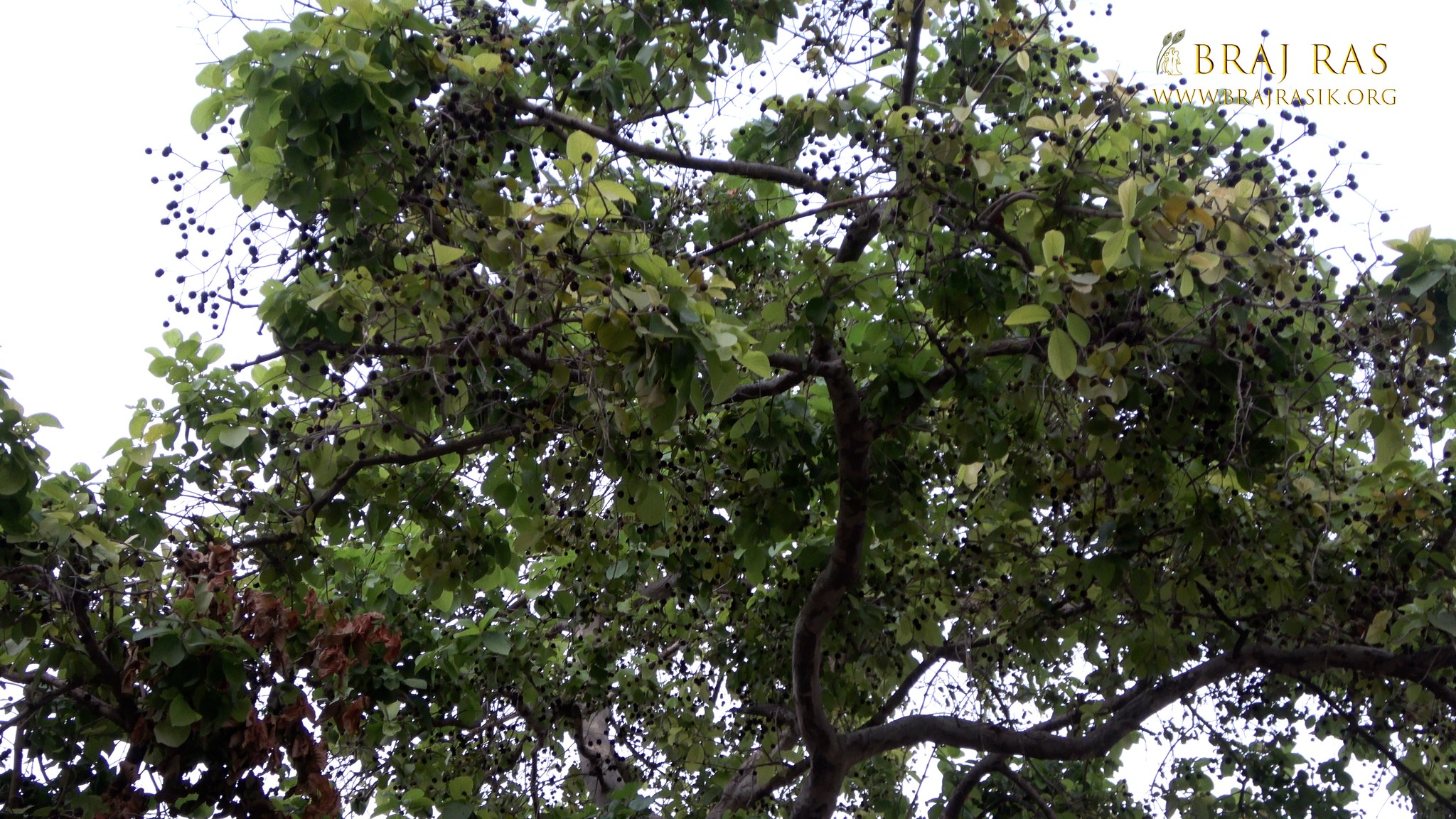 View of an old tree inside Jaipur Temple, Vrindavan.