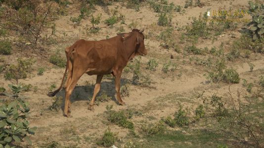 A cow roaming nearby Shri Bhatraund Bihari Temple, Vrindavan.