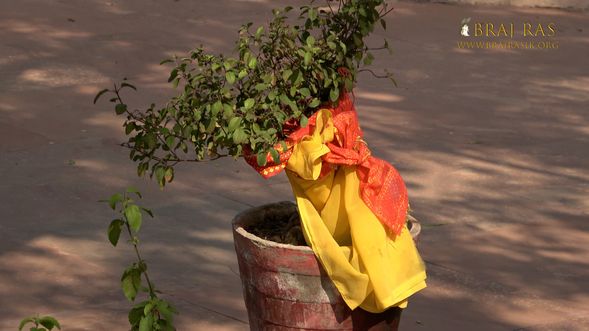 View of Tulsi plant inside Shri Bhatraund Bihari Temple, Vrindavan.