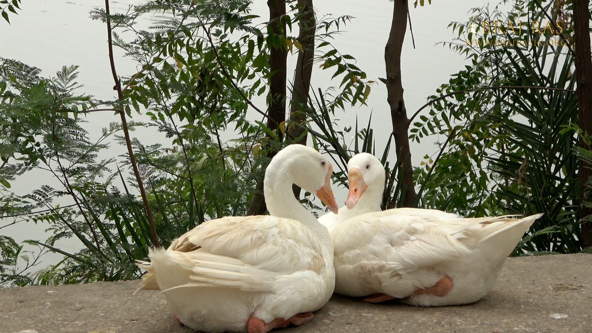 The ducks are resting at Bahulavan Kund.