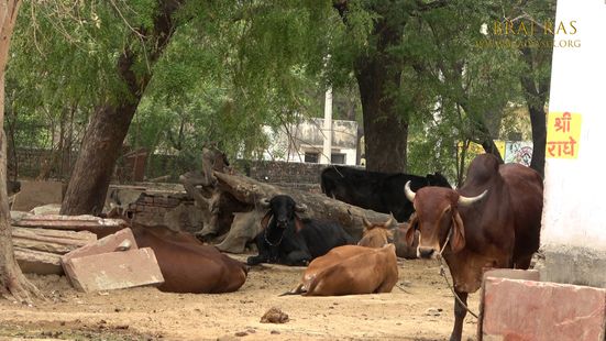 Cows are resting near Bahulavan Kund.