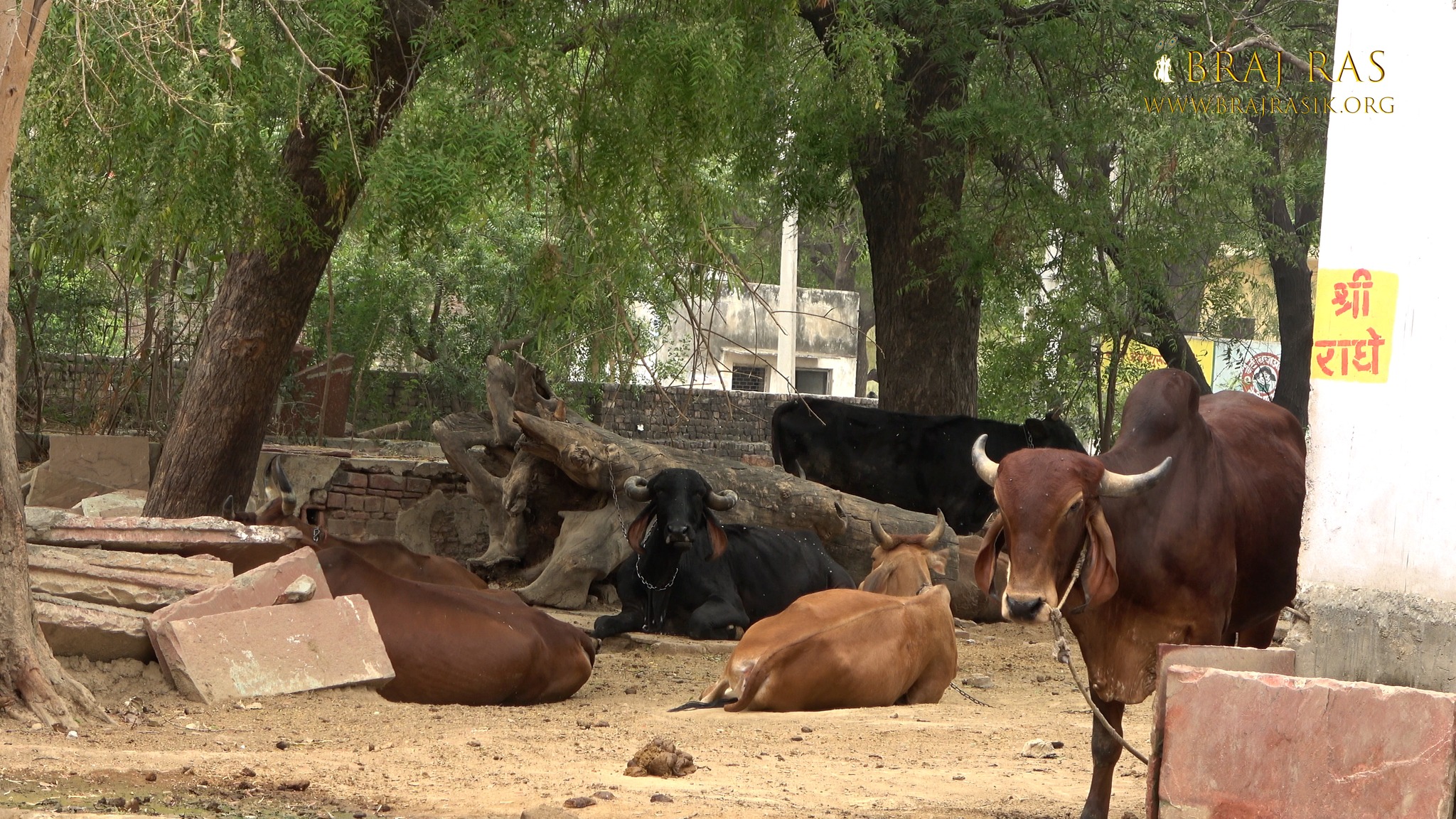 Cows are resting near Bahulavan Kund.