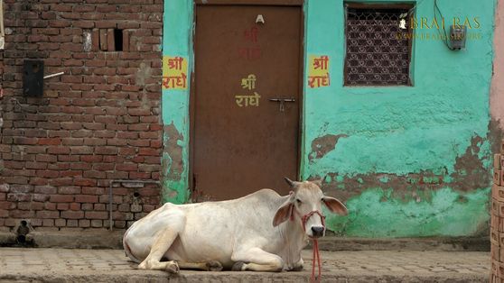 A cow is resting near Bahulavan Kund.