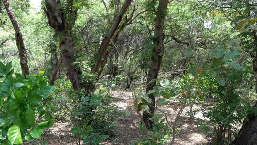 Forest of Soor Kuti, Runkata.