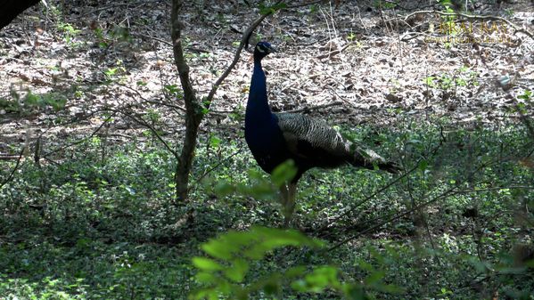 View of a peacock located at Soor Sarovar Bird Sanctuary.