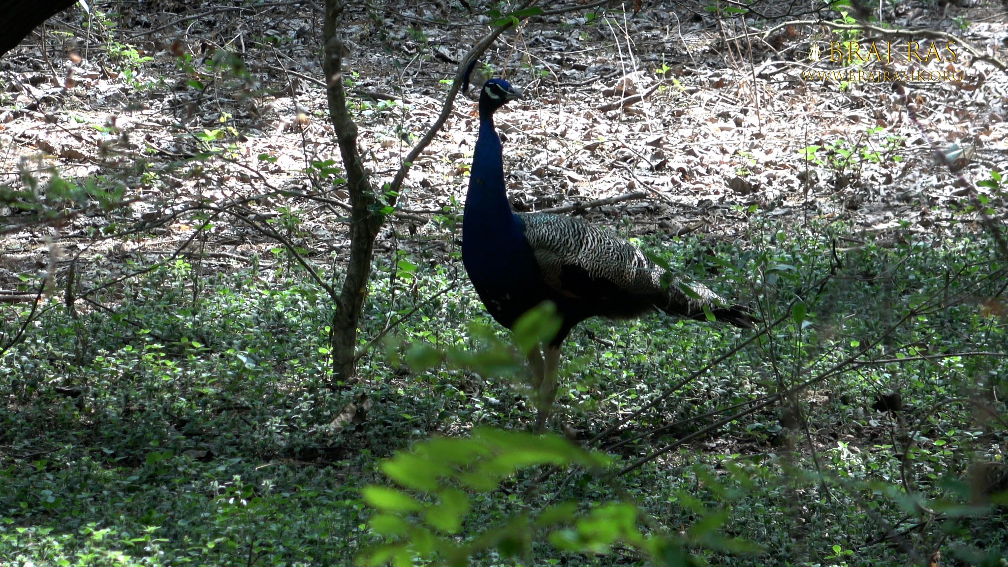 View of a peacock located at Soor Sarovar Bird Sanctuary.