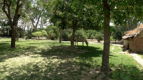 Cow grazing at Soor Kuti, Runkata.