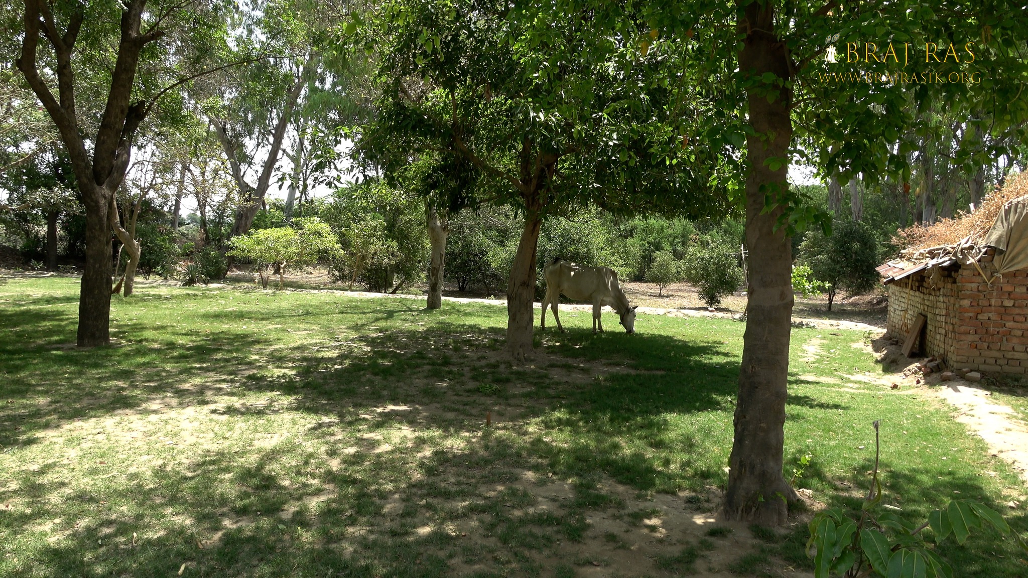 Cow grazing at Soor Kuti, Runkata.