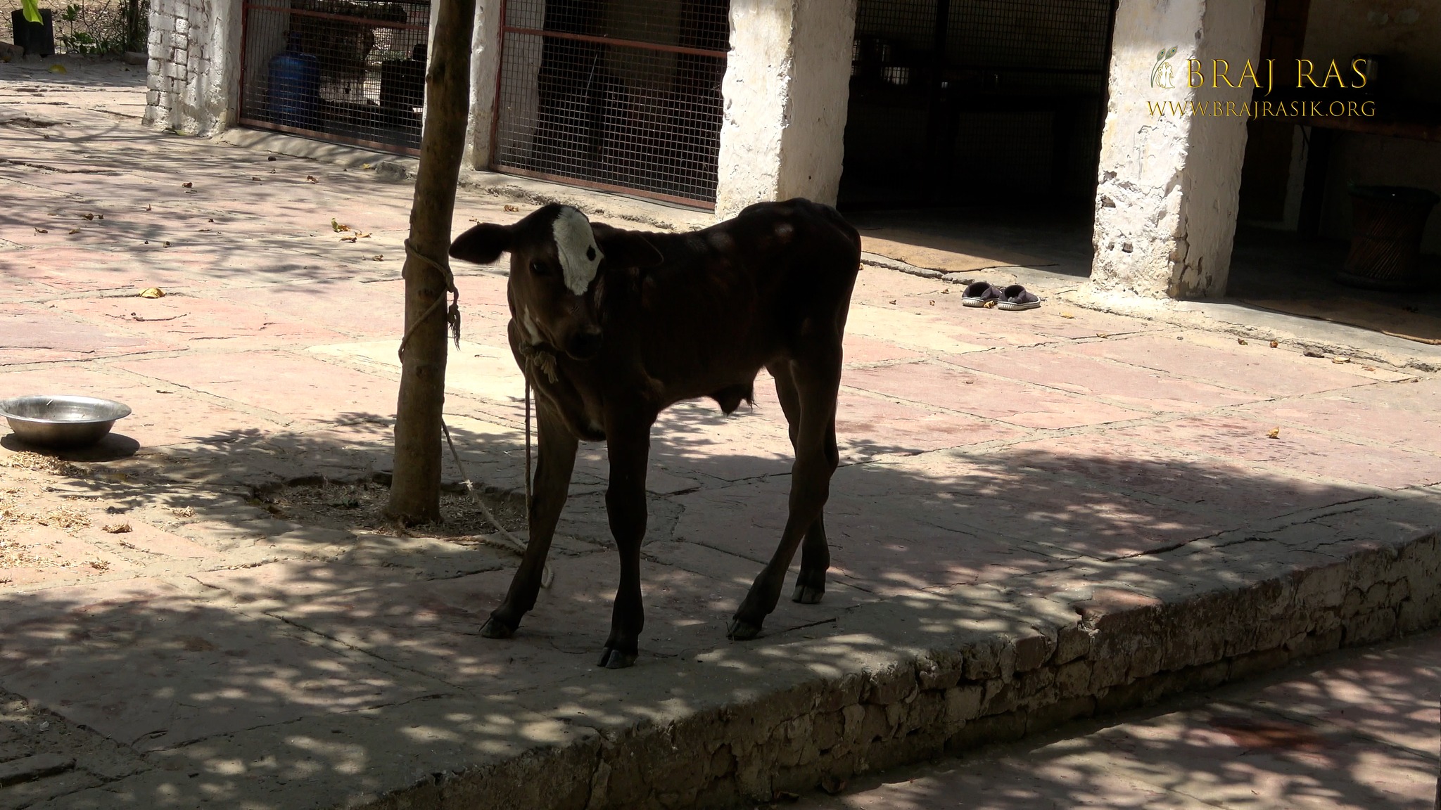 A calf resting at Soor Kuti, Runkata.