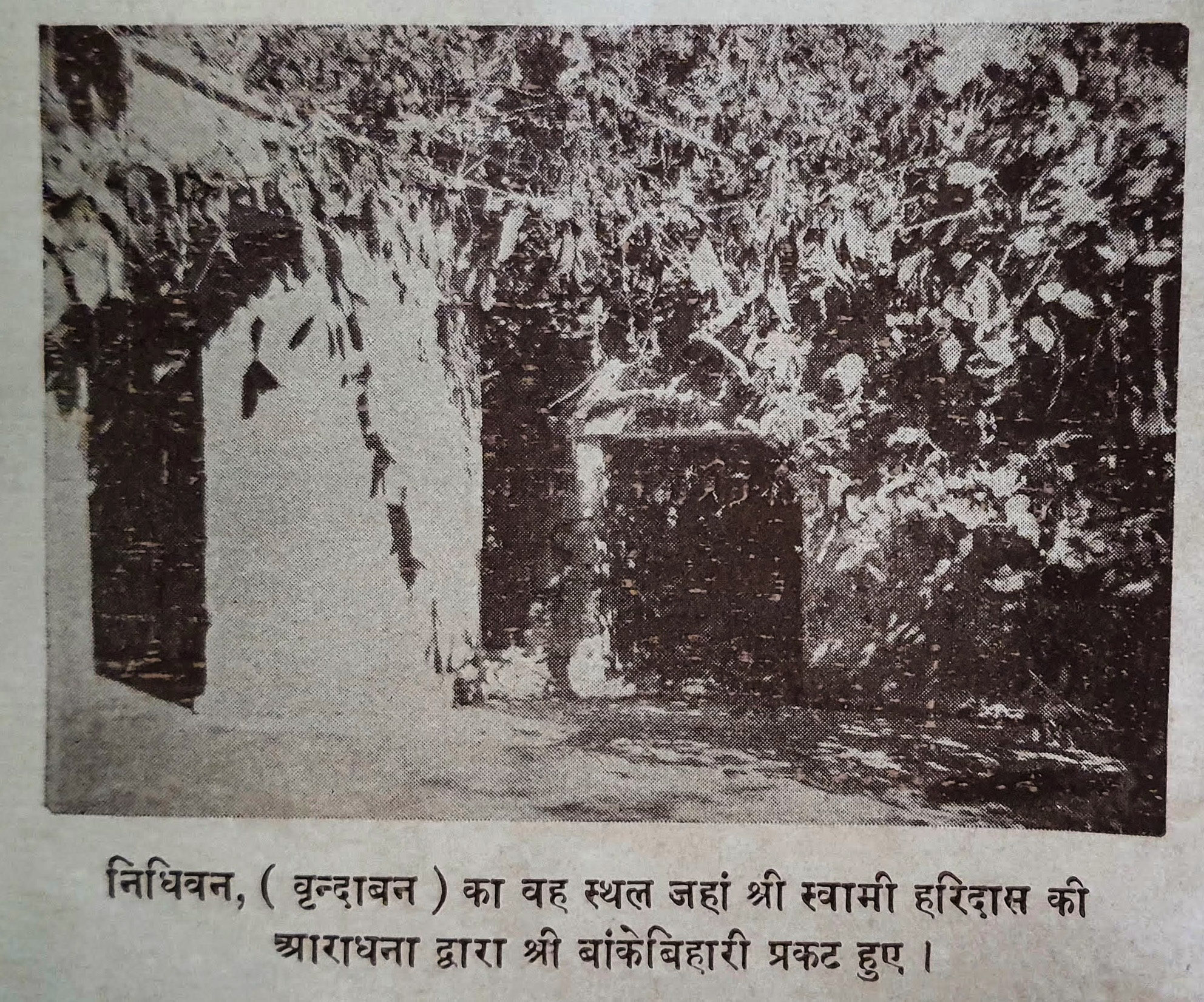 Place of appearance of Banke Bihari Ji in Nidhivan in Vrindavan.