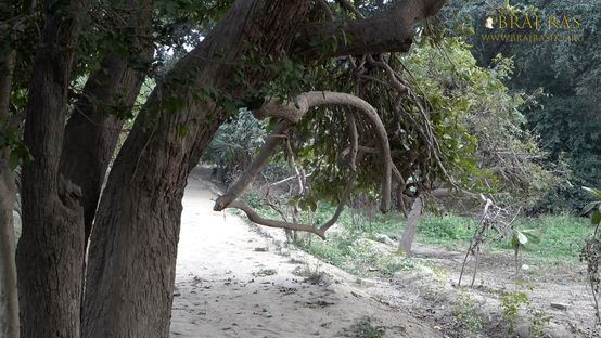 Darshan of the Swing of Shri Radha Krishna on a branch of a tree inside Shri Lalita Bagh, Vrindavan.