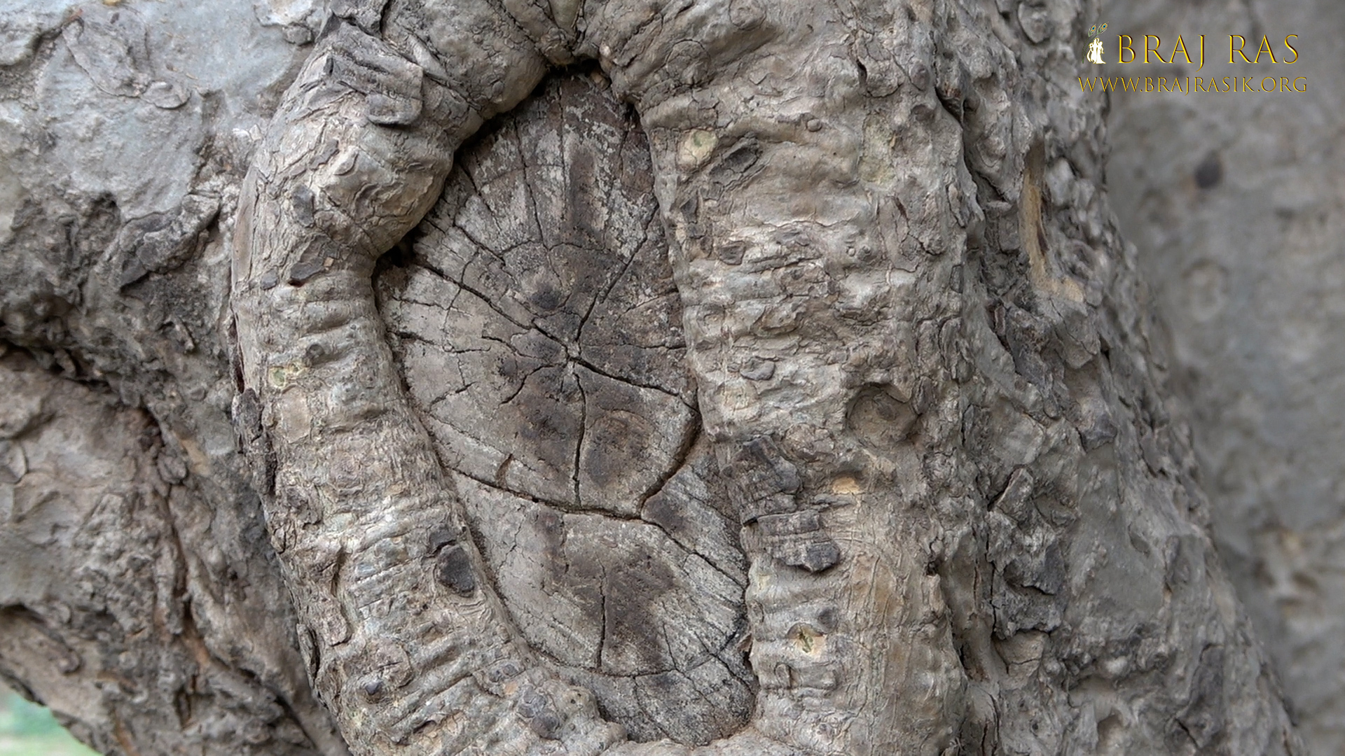 Darshan of Footprint of Shri Radha on a tree in Shri Lalita Bagh, Vrindavan.