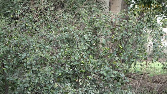 View of jujubes on the tree in Shri Lalita Bagh, Vrindavan.