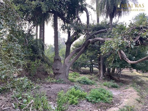 View of Ficus religiosa and betel tree jointly growing in Shri Lalita Bagh, Vrindavan.